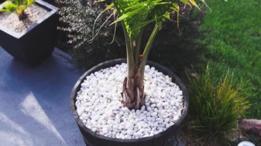 Güneşli arka bahçede palmiye yapraklarının yakın plan çekimi sığ alan derinliği