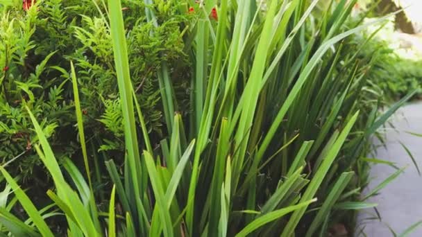 Nahaufnahme Von Dianella Tasmanica Gras Auch Bekannt Als Flachslilie Mit — Stockvideo