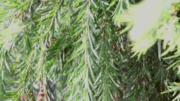 Callistemon Şişe Bitkisinin Yakın Çekimi Açık Hava Güneşli Arka Bahçede — Stok video