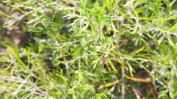 畑の浅い深さで撮影された日当たりの良い裏庭で緑豊かなグレビリア植物の屋外のクローズアップ — ストック動画
