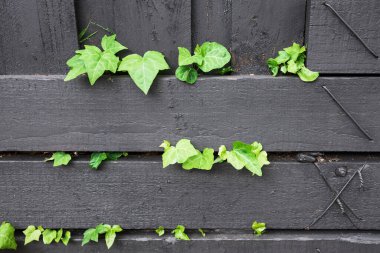 Sarmaşık bitkisinin karanlık kömür çitlerinden süzülen yakın çekimi diğer taraftan güneşli arka bahçede sığ tarlanın derinliğinde.