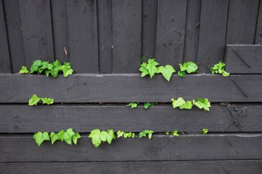 Sarmaşık bitkisinin karanlık kömür çitlerinden süzülen yakın çekimi diğer taraftan güneşli arka bahçede sığ tarlanın derinliğinde.