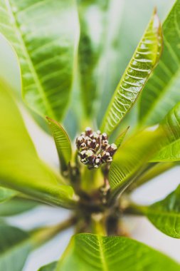 Frangipani bitkisine yakın çekim, ortasında şişkinlik büyüyor, açık havada güneşli arka bahçede sığ bir tarlada çekiliyor.