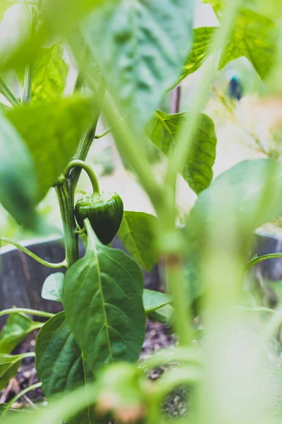 Närbild Capsicum Växt Med Omogna Gröna Paprika Växande Skott Utomhus — Stockfoto