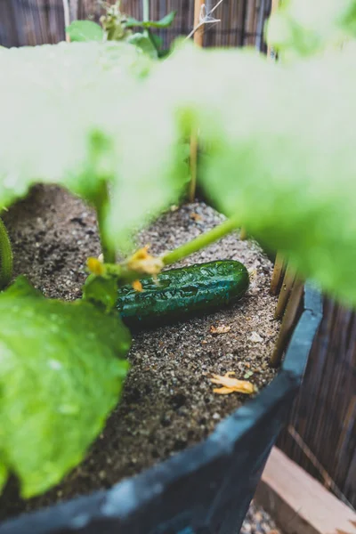 Close Cucumber Plant Veggie Growing Outdoor Sunny Vegetable Garden Shot — Stock Photo, Image
