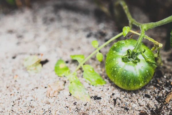 Närbild Tomatplantan Med Grön Frukt Utomhus Solig Grönsaksträdgård Skjuten Grunt — Stockfoto