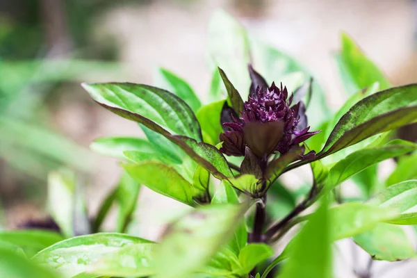 Nahaufnahme Einer Thailändischen Basilikumpflanze Mit Lila Blüten Freien Einem Sonnigen Stockfoto