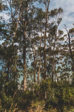 Pasifik Okyanusu 'nun güzel manzarası ve Kingston Sahili' nde Güney Tazmanya 'da bir yürüyüş sırasında geniş bir noktadan çekilmiş yerel bitki örtüsü.