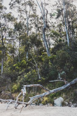 Tazmanya 'nın kıyı şeridindeki kayalık sahildeki Avustralya okaliptüs ağacına bağlı kırsal salıncak sıcak bir bulutlu yaz gününde çekildi.