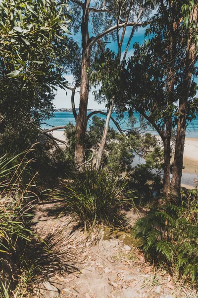 Beautiful Scenary Pacific Ocean Thick Native Vegetation Shot Vantage Point — Stock Photo, Image