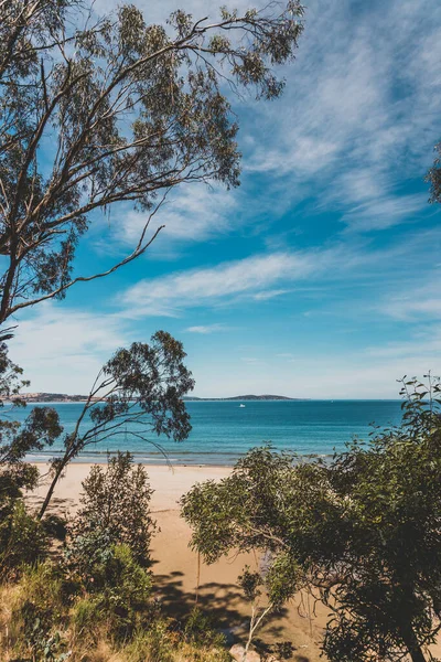 Beautiful Scenary Pacific Ocean Thick Native Vegetation Shot Vantage Point — Stock Photo, Image