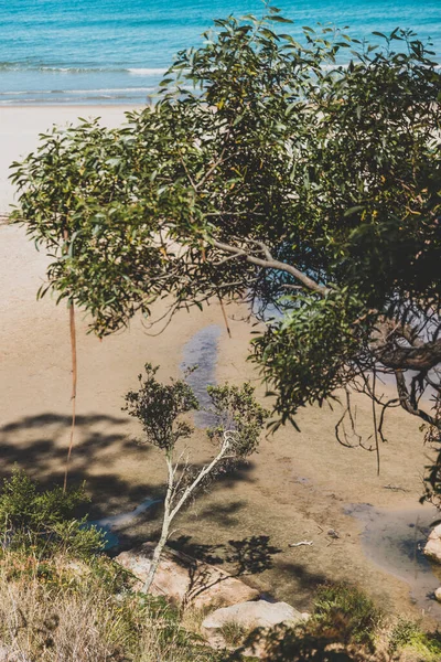 Beautiful Scenary Pacific Ocean Thick Native Vegetation Shot Vantage Point — Stock Photo, Image