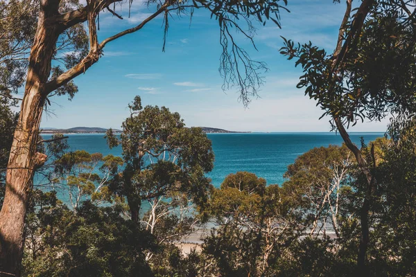 Beautiful Scenary Pacific Ocean Thick Native Vegetation Shot Vantage Point — Stock Photo, Image