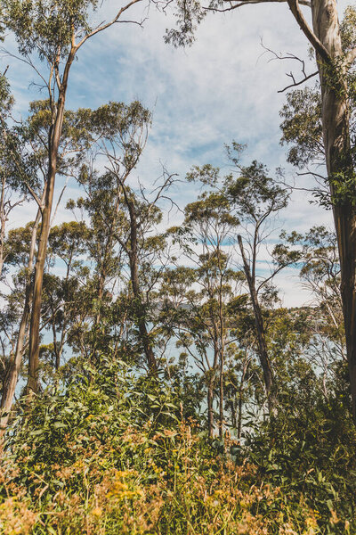 beautiful scenary of the Pacific Ocean and thick native vegetation shot from a vantage point during a hike in Southern Tasmania in Kingston Beach