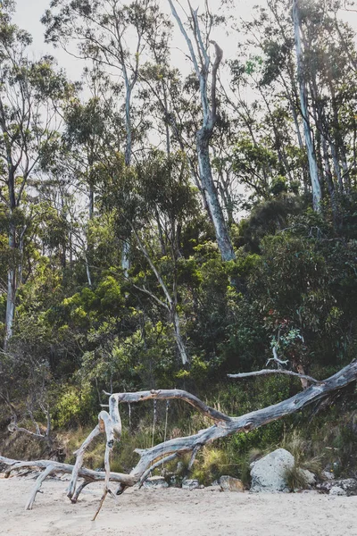 Balanceo Rústico Unido Árbol Goma Eucalipto Australiano Caído Playa Orillas — Foto de Stock