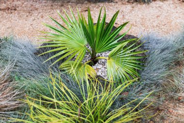 Yapraklarında tropik yağmur damlacıkları olan palmiye ağaçlarının yakın çekimi sığ bir tarlanın güzel bir arka bahçesinde çekiliyor.