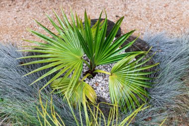 Yapraklarında tropik yağmur damlacıkları olan palmiye ağaçlarının yakın çekimi sığ bir tarlanın güzel bir arka bahçesinde çekiliyor.