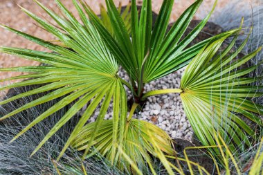 Yapraklarında tropik yağmur damlacıkları olan palmiye ağaçlarının yakın çekimi sığ bir tarlanın güzel bir arka bahçesinde çekiliyor.