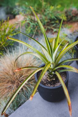 Güneşli arka bahçedeki ananas fabrikasının yakınına sığ bir tarladan ateş edilmiş.