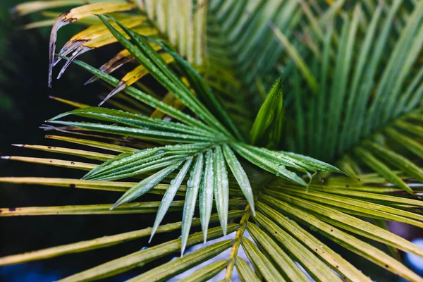 Primer Plano Palmera Con Gotitas Sus Frondas Lluvia Tropical Disparado — Foto de Stock