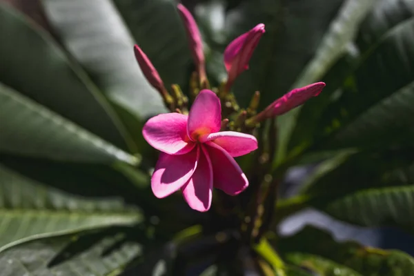 粉红仙人掌植物的特写 在阳光普照的后院里开着花 在浅浅的田野深处拍摄 — 图库照片