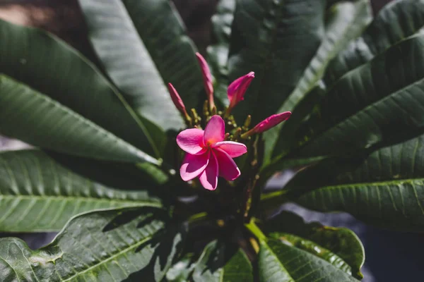 Zblízka Růžový Ráj Frangipani Rostlina Květinami Slunném Dvoře Záběr Mělké — Stock fotografie