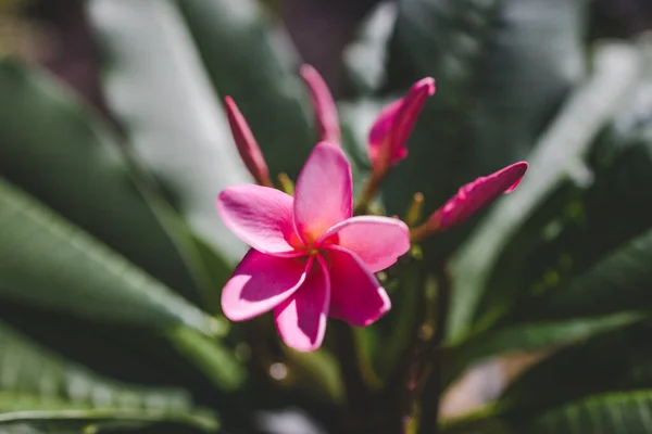 Zblízka Růžový Ráj Frangipani Rostlina Květinami Slunném Dvoře Záběr Mělké — Stock fotografie