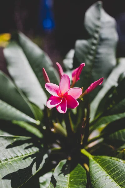 Primo Piano Impianto Frangipani Paradiso Rosa Con Fiori Cortile Soleggiato — Foto Stock