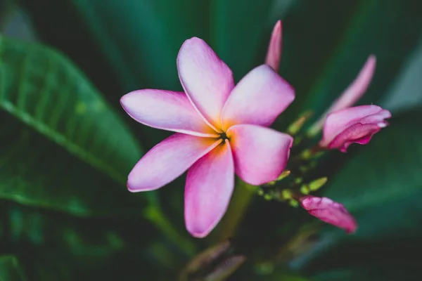 Pembe Cenneti Yakın Plan Frangipani Bitkisi Güneşli Arka Bahçesinde Çiçekli — Stok fotoğraf