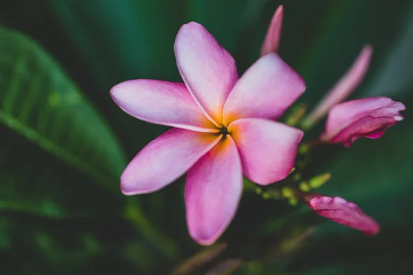 Pembe Cenneti Yakın Plan Frangipani Bitkisi Güneşli Arka Bahçesinde Çiçekli — Stok fotoğraf