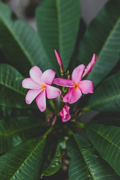 Close Van Frangipani Plumeria Plant Met Roze Bloemen Geschoten Ondiepe — Stockfoto