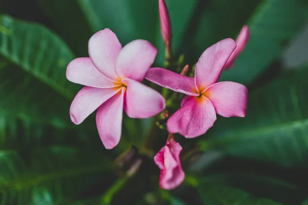 Frangipani Tesisatçılık Yakın Çekim Pembe Çiçekli Sığ Bir Tarlada Çekilmiş — Stok fotoğraf