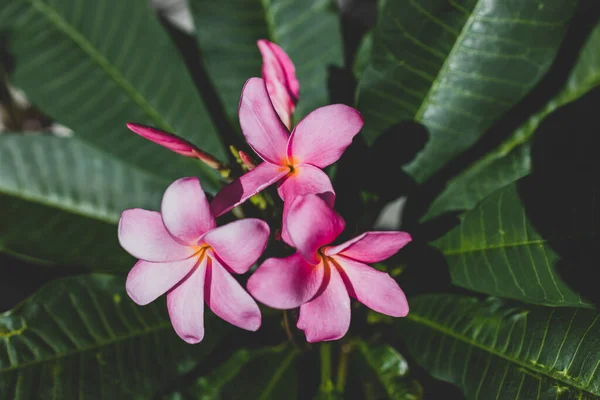 Close Planta Plumeria Frangipani Com Flores Rosa Tiro Profundidade Rasa — Fotografia de Stock