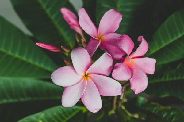 Primer Plano Planta Plumería Frangipani Con Flores Color Rosa Disparado —  Fotos de Stock