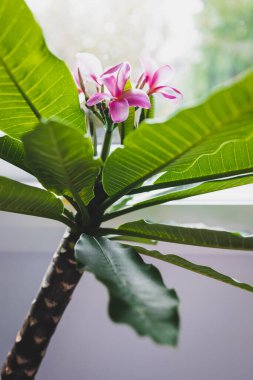 Frangipani Plumeria bitkisinin yakın plan çekimi. Pencere ışığı yanında pembe çiçekler ve sığ bir alan derinliği olan arka bahçeye yakın çekim.