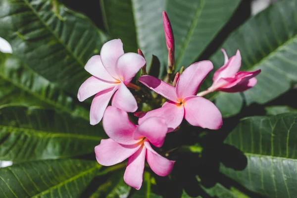 Gros Plan Frangipani Plumeria Plante Avec Des Fleurs Roses Côté — Photo