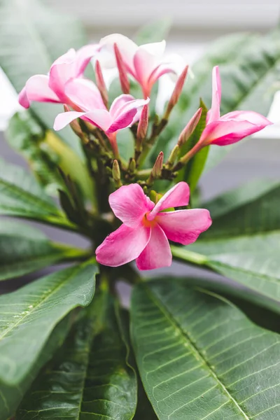 Zblízka Frangipani Plumeria Rostlina Růžovými Květy Vedle Okna Světlo Dvorku — Stock fotografie