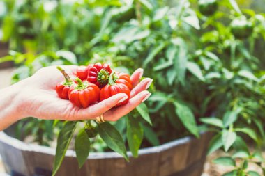Sığ bir tarlada çekilmiş sığ bir sebze bahçesinde sebze bitkisinin önünde mini kapsicum dolma biber tutan eller.