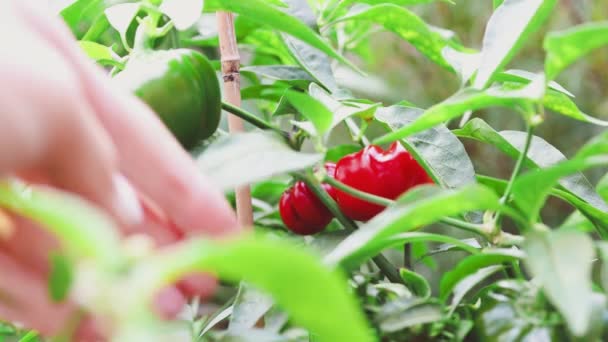 Mãos Colhendo Mini Pimentas Sino Capsicum Sua Planta Livre Jardim — Vídeo de Stock