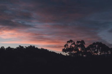 Pembe ve mor tonlu günbatımı dağların üzerinde ve okaliptüs ağaçları siluetleri, sıcak bir sonbahar gününde Tazmanya 'da çekilen