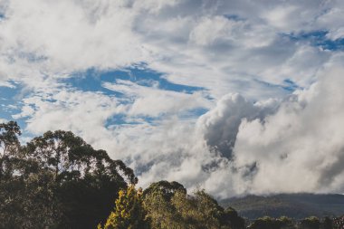 Güney Tazmanya 'da Hobart yakınlarındaki tepelerdeki okaliptüs sakız ağaçları üzerinde yumuşak, kalın bulutlar.