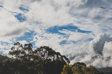 Güney Tazmanya 'da Hobart yakınlarındaki tepelerdeki okaliptüs sakız ağaçları üzerinde yumuşak, kalın bulutlar.