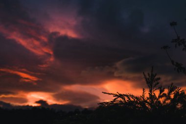 Pembe ve mor tonlu günbatımı dağların üzerinde ve okaliptüs ağaçları siluetleri, sıcak bir sonbahar gününde Tazmanya 'da çekilen