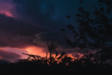 Pembe ve mor tonlu günbatımı dağların üzerinde ve okaliptüs ağaçları siluetleri, sıcak bir sonbahar gününde Tazmanya 'da çekilen