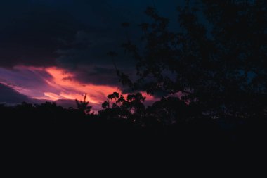 Pembe ve mor tonlu günbatımı dağların üzerinde ve okaliptüs ağaçları siluetleri, sıcak bir sonbahar gününde Tazmanya 'da çekilen