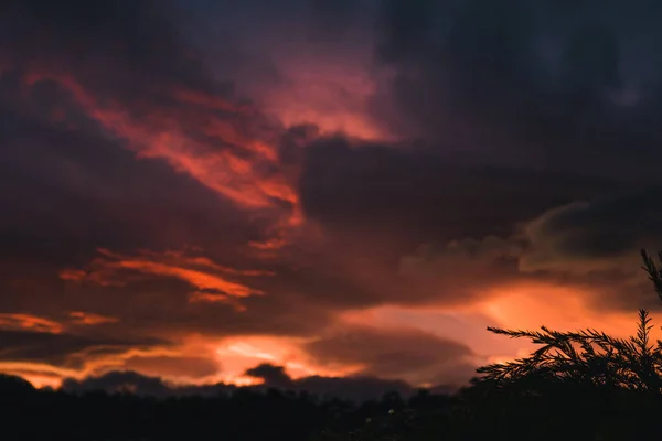 Coucher Soleil Rose Violet Sur Les Montagnes Les Silhouettes Eucalyptus — Photo