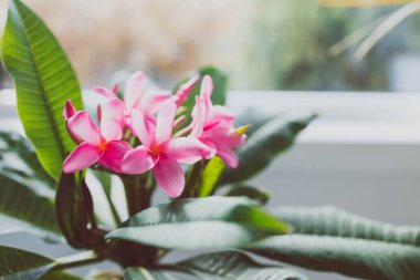 Frangipani Plumeria bitkisinin yakın plan çekimi. Pencere ışığı yanında pembe çiçekler ve sığ bir alan derinliği olan arka bahçeye yakın çekim.