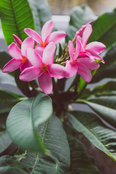 Nahaufnahme Von Frangipani Plumeria Pflanze Mit Rosa Blüten Neben Fensterlicht — Stockfoto