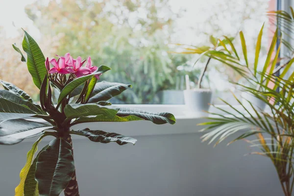 Frangipani Plumeria bitkisinin yakın plan çekimi. Pencere ışığı yanında pembe çiçekler ve sığ bir alan derinliği olan arka bahçeye yakın çekim.