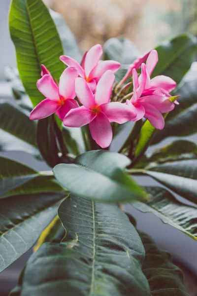 Frangipani Plumeria Bitkisinin Yakın Plan Çekimi Pencere Işığı Yanında Pembe — Stok fotoğraf